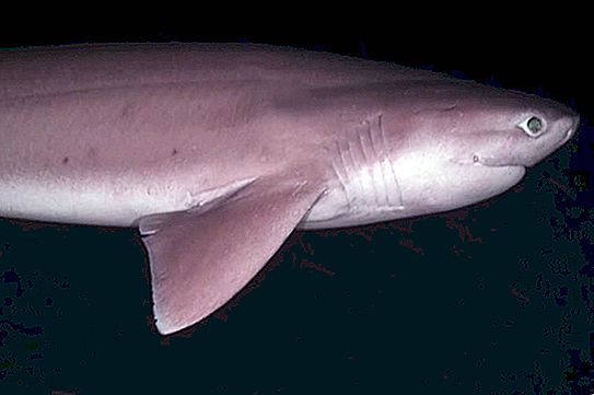 Altı köpekbalığı köpekbalığı: habitat, görünüm, insanlar için tehlike