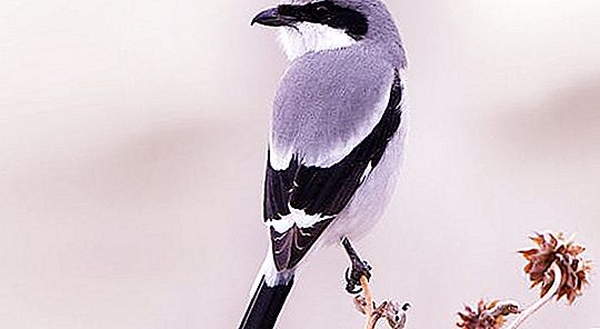 Shrike gray: bird life, habitat, interesting facts
