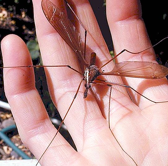Er det så farlig at et insekt som ligner en stor mygg blir malt?