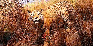 Турански тигър: местообитание (снимка)
