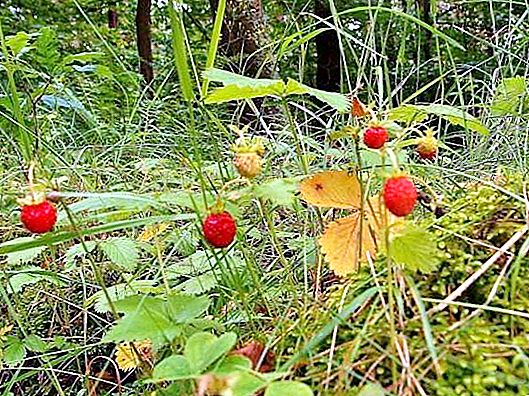 Strawberry berde: paglalarawan, pamamahagi, nilalaman ng mineral