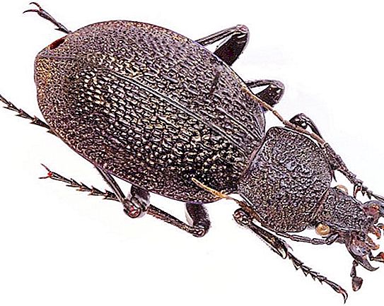 Crimean ground beetle: nutrisyon at pamumuhay