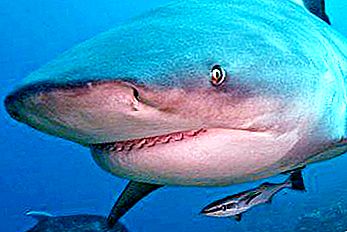 Бик акула - единствената акула, която живее в сладка вода