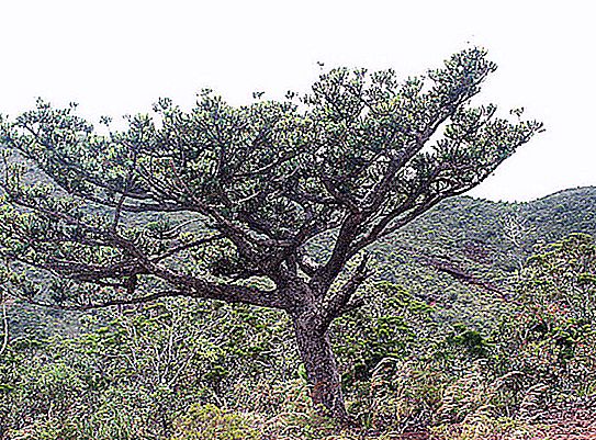 Agatis树：带有照片，分布，品种和种类的描述