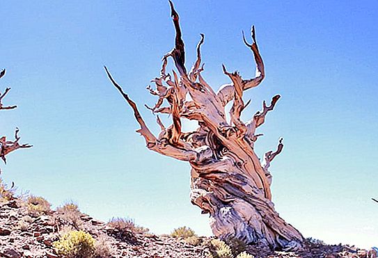 L’arbre més antic del món, que té gairebé 5 mil anys, intenta amagar a Califòrnia els ulls indiscretos.