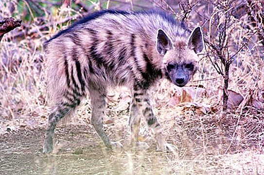 Pruhovaná hyena (Hyaena hyaena): opis, lokalita. Svet hyen