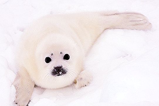 Harp seal: photos and interesting facts
