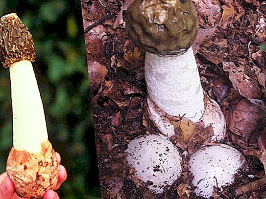 Champignon champignon et son utilisation en médecine populaire