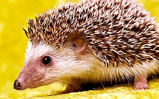 How is the hedgehog getting ready for winter? What does a hedgehog do in winter?