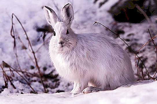 ฤดูหนาวกระต่ายทำอย่างไร นิสัยการกินอาหาร
