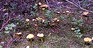 Jakie grzyby są jadalne? Jakie jadalne grzyby zbiera się jesienią?