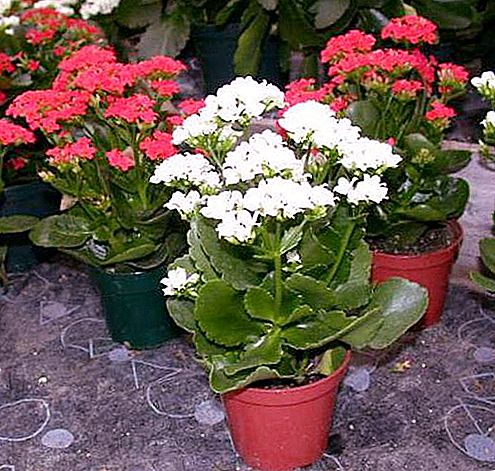 Kalanchoe: the birthplace of the plant and the necessary soil composition