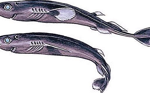Requin nain: description, caractéristiques et faits intéressants
