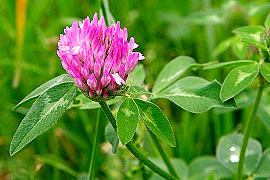 Red clover - medicinal properties, contraindications and features of use