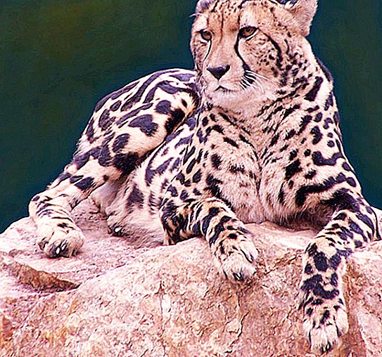 Karaliskais gepards: foto un apraksts, biotops un galvenie ienaidnieki