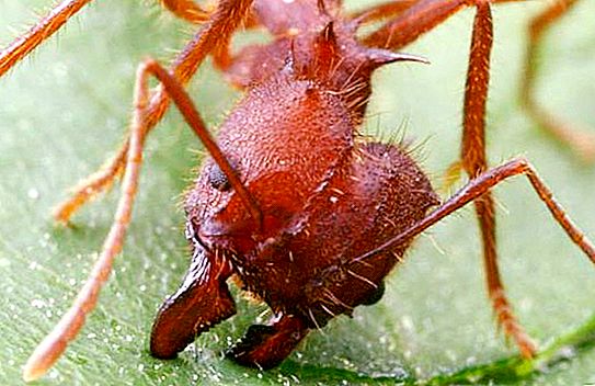 Mravlja za rezanje listov: podroben opis, fotografija, življenjski slog