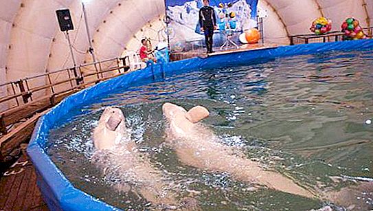 Nye delfinarier. Et mobilt delfinarium åbnede i Perm