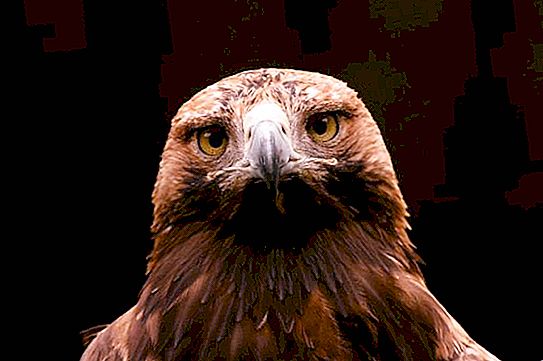 Grave Eagle: Endangered Bird