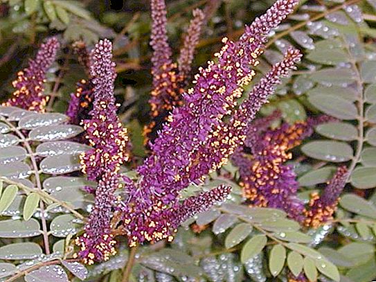 Amorphe Strauchpflanze und ihre Verwendung in der Medizin