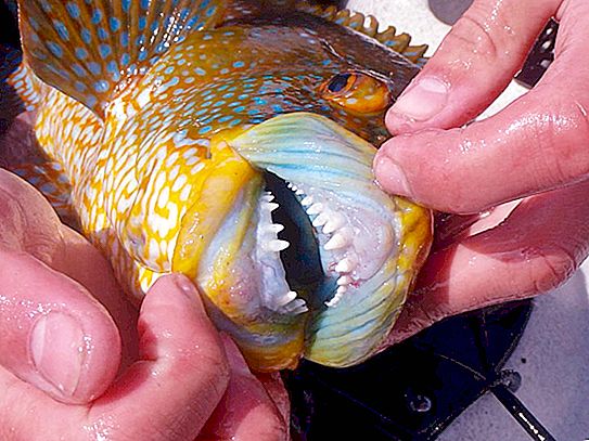 Риба Губан: описание, местообитание и снимка