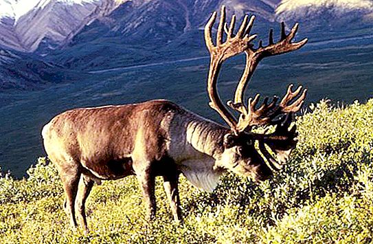 Deer horns (photo). Why deer horns? When do deer dump their horns?