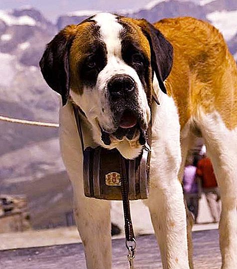 Der stärkste Hund der Welt - wer ist sie?