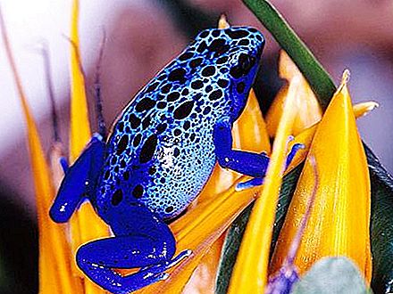 Най-отровните жаби на планетата