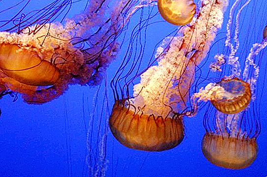 Toute la vérité sur la reproduction des méduses