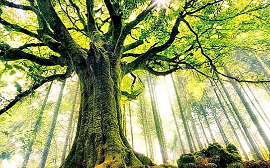 Árvores vivas. Significado na natureza e na vida humana