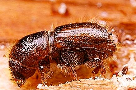 Typographic beetle is a big danger for conifers