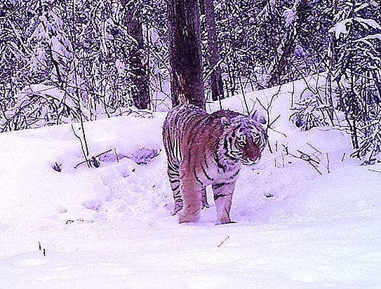 Amur tiger: foto, beskrivelse. Hvor mange Amur-tigre er der tilbage i verden?