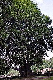 Chinar - špiljsko drvo