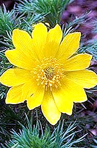 Flowers adonis from the family Ranunculaceae