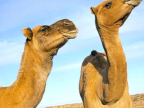 Dromedaris is een eenbultige kameel: dierbeschrijving, leefgebied