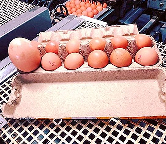 Farmář našel obří vejce pod kuřetem. Obsah překvapil nejen něj