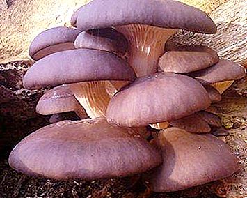 나무에서 자라는 버섯 : 식용 종의 거대 균류
