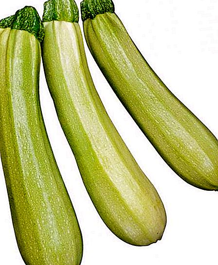 Zucchini "Cavili": fitur dari berbagai dan ulasan