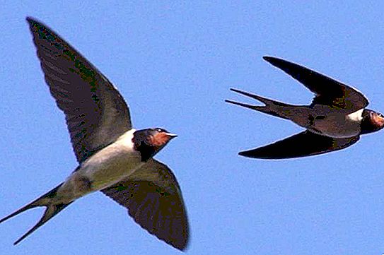 Golondrinas: pájaros - mensajeros de la primavera