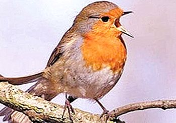 Robin - vårfågel