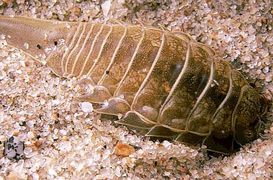 Morský šváb: lokalita, štruktúra, zaujímavé fakty