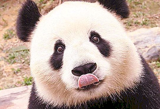 Er en panda en bjørn eller en vaskebjørn? Panda-beskrivelse