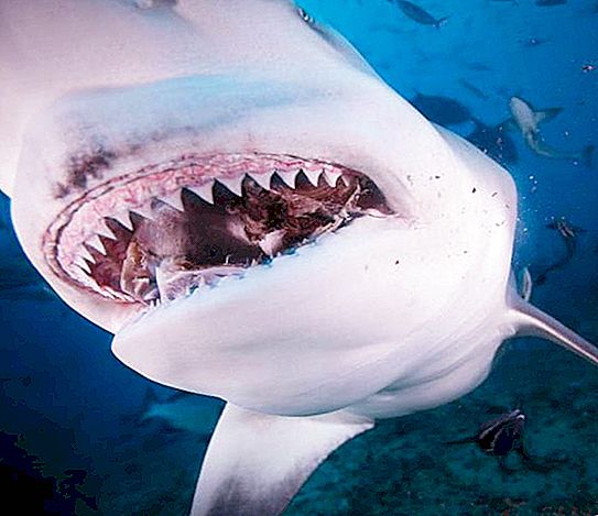 Variedades de tubarões, nomes, características e fatos interessantes
