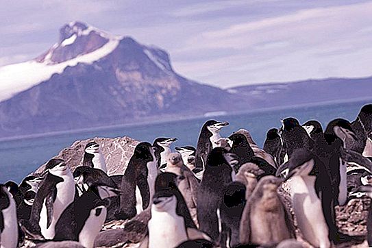 Záchrana po bradě nebo vizuální pomůcka pro tučňáky