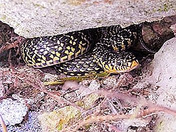 Cobra de barriga amarela - assustadora, mas não perigosa