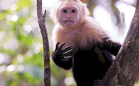 Mono de cola de cadena: descripción, especie, hábitat