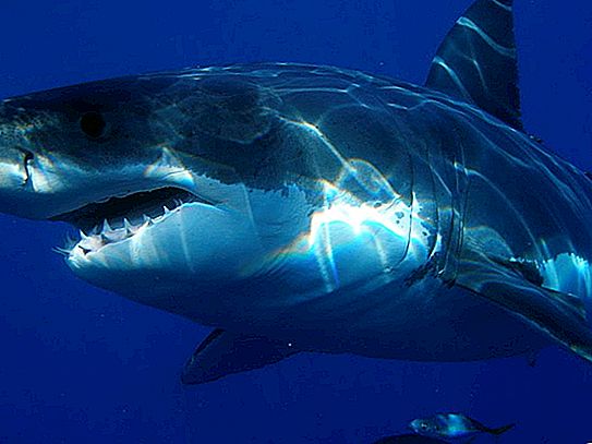 Mégalodon ancien de requin: description, tailles, faits intéressants