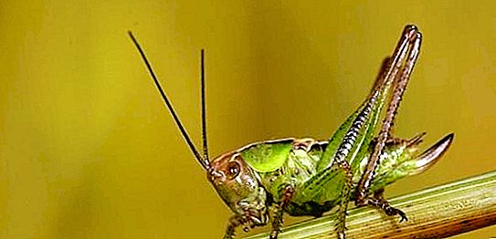 Doubles et canulars: un insecte ressemblant à une sauterelle n'est pas encore une sauterelle