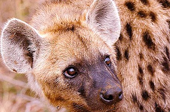Hyène tachetée. Description, habitat