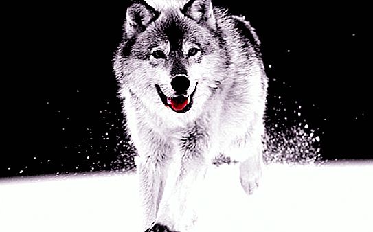 Įdomus faktas apie vilkus. Vilkas ir vilkas
