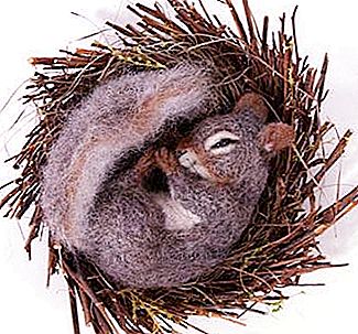 Qual è il nome del nido di scoiattoli? Dove vive lo scoiattolo?